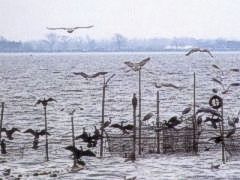Reusenfischerei auf Rügen